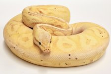Banana Pewter Female.jpg