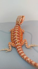 Female hypo IL 66% het trans 1.jpg