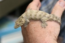 Leachie probMale.jpg
