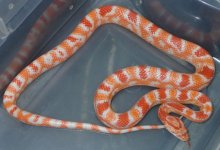 #13 albino male 55g.jpg