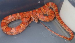 #11 male SK 60g.jpg