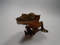 DSC01453.jpg