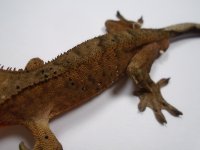 DSC01440.jpg