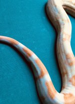 snake tail.jpg