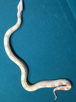 Snake Body.jpg