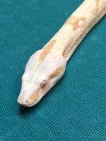 snake face.jpg