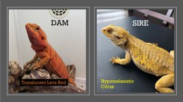 sire and dam.jpg