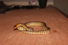 IMG_5398.jpg