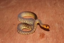 IMG_0668.jpg