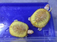 albino2.jpg