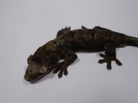 DSC01834.jpg