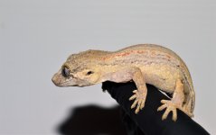 DSC_0940.jpg