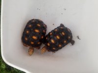 20180701_202827.jpg
