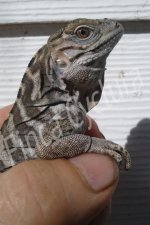rhino_hatchling_fc.jpg