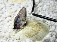faunababy.jpg