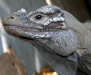 801RhinoFace09.jpg