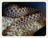 hognose female1.jpg