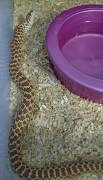 hognose3.jpg