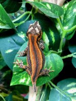 gargoyle gecko for sale 16.jpg