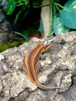 gargoyle gecko for sale 2.jpeg