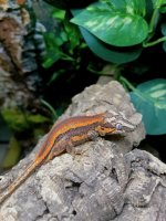 gargoyle gecko for sale 3.jpeg