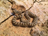 David's Hatchling, 2017, 2.jpg