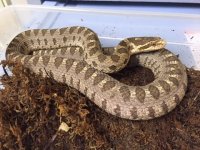 Female David's, Gravid.jpg