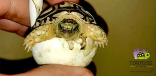 babyleopardtortoise.jpg