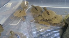 IMG_20180504_133518.jpg