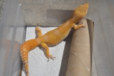 DSC_0743.jpg