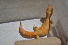 DSC_0745.jpg