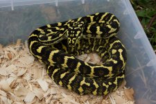 Male 1 Pic 1a.jpg
