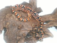 snakes 012.jpg