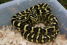 Male 1 Pic 2a.jpg