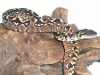 snakes 016.jpg