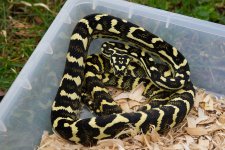 Male 2 Pic 1a.jpg