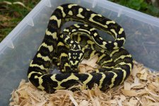Male 2 Pic 2a.jpg
