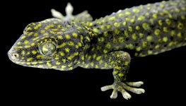5573934-tokay-gecko-wallpapers.jpg