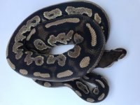 IMG_3418.jpg