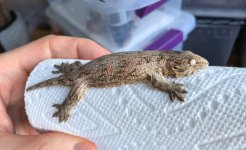 third leachie sale (1 of 1).jpg