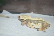 DSC_0419.jpg