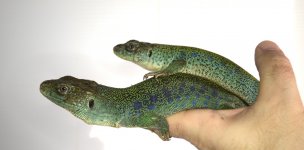 DSC_0015.jpg