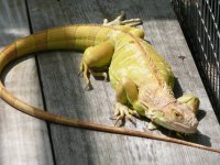 hypomelanistic female Iguana.jpg