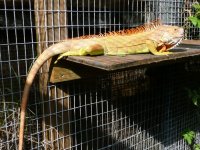 hypomelanistic Male yellow iguana 2.jpg