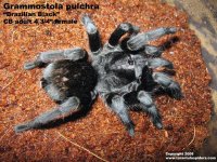 G.-pulchra_adult1(f).jpg