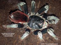 P.pedersi(f)_6.5in_1dayPostMolt_1.jpg