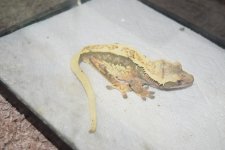 DSC_0421.jpg