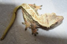 DSC_0424.jpg
