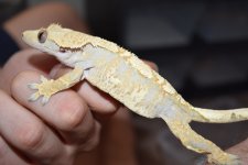 DSC_0437.jpg