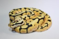 IMG_3138.jpg